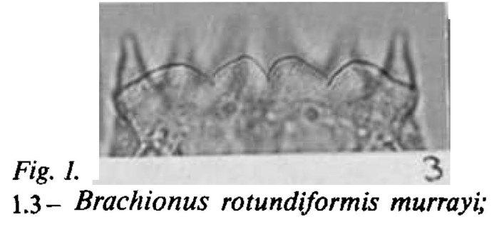 Brachionus plicatilis var. murrayi