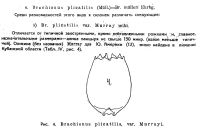 Brachionus plicatilis var. murrayi - Original description image