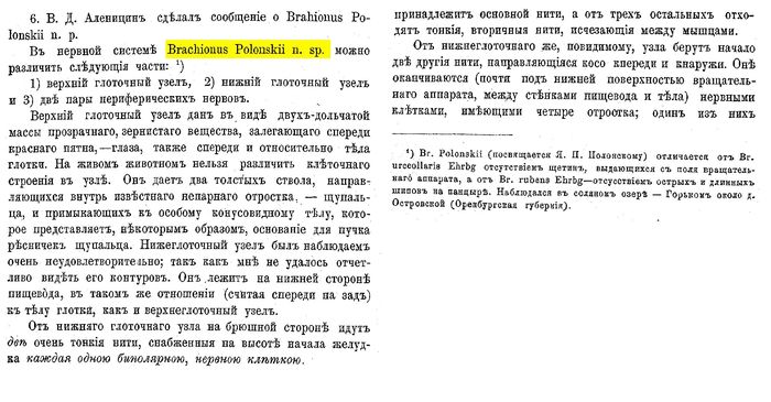 Brachionus polonskii - Original description image