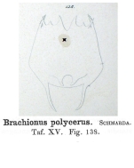 Brachionus polycerus - Original description image