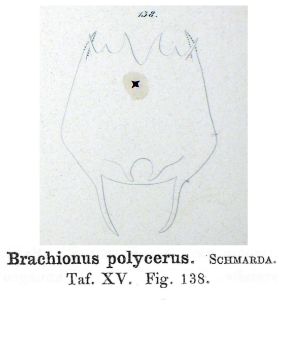 Brachionus polycerus - Original description image