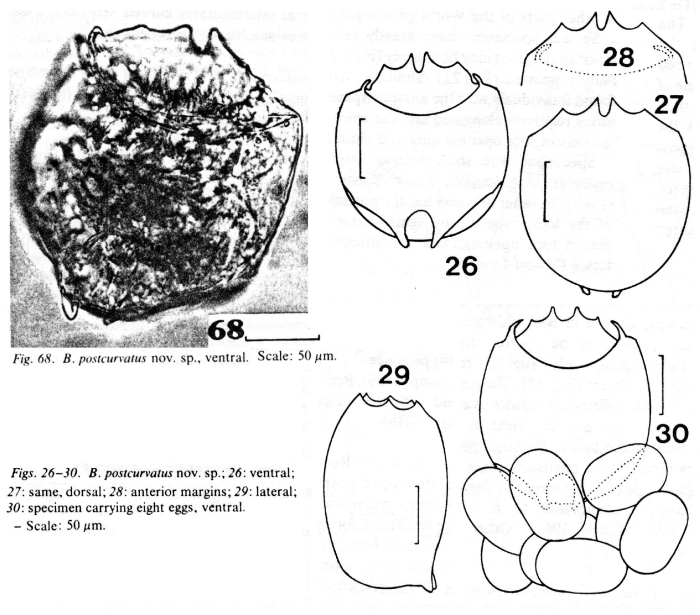 Brachionus postcurvatus - Original description image