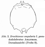 Brachionus pseudodolabratus