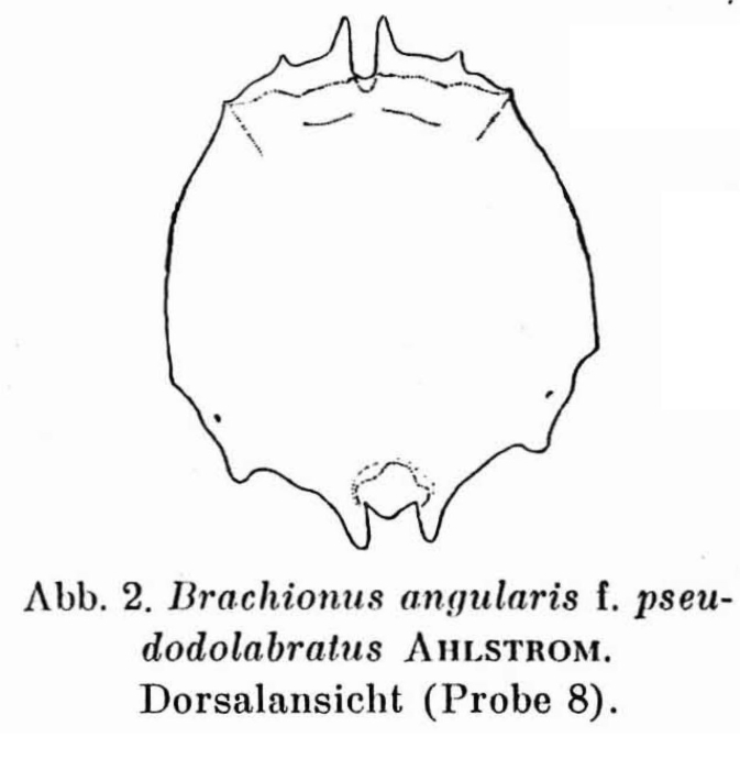 Brachionus pseudodolabratus