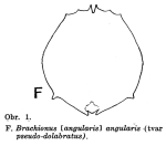 Brachionus pseudodolabratus