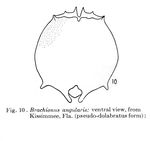 Brachionus pseudodolabratus - Original description image