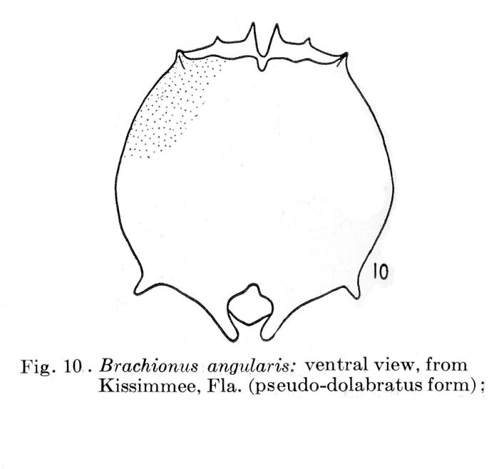 Brachionus pseudodolabratus - Original description image