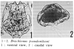 Brachionus pseudonilsoni - Original description image