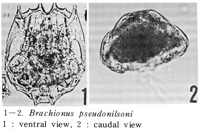 Brachionus pseudonilsoni - Original description image