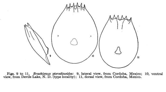 Brachionus pterodinoides