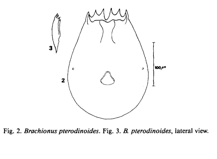 Brachionus pterodinoides
