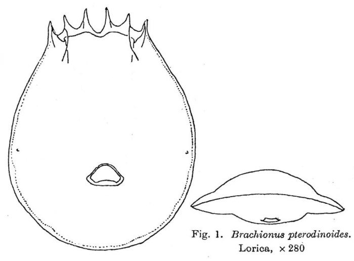 Brachionus pterodinoides