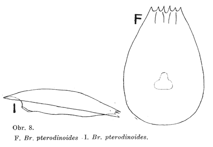 Brachionus pterodinoides