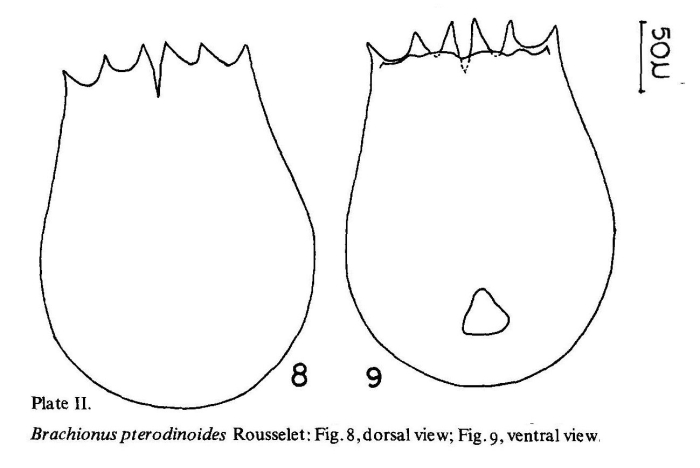 Brachionus pterodinoides