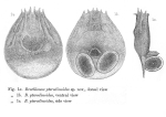Brachionus pterodinoides - Original description image