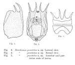Brachionus punctatus - Original description image