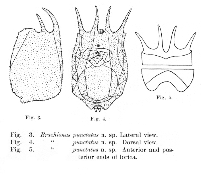 Brachionus punctatus - Original description image