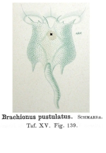Brachionus pustulatus - Original description image