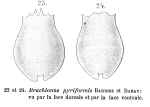 Brachionus pyriformis - Original description image