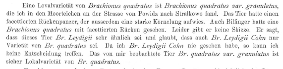Brachionus quadratus var. granulatus - Original description image
