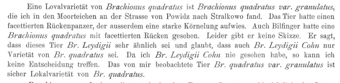 Brachionus quadratus var. granulatus - Original description image