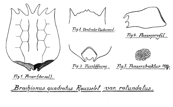 Brachionus quadratus var. rotundatus - Original description image