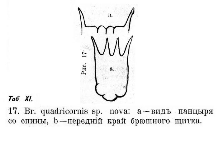 Brachionus quadricornis - Original description image