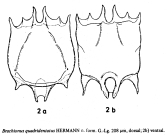 Brachionus quadridentatus