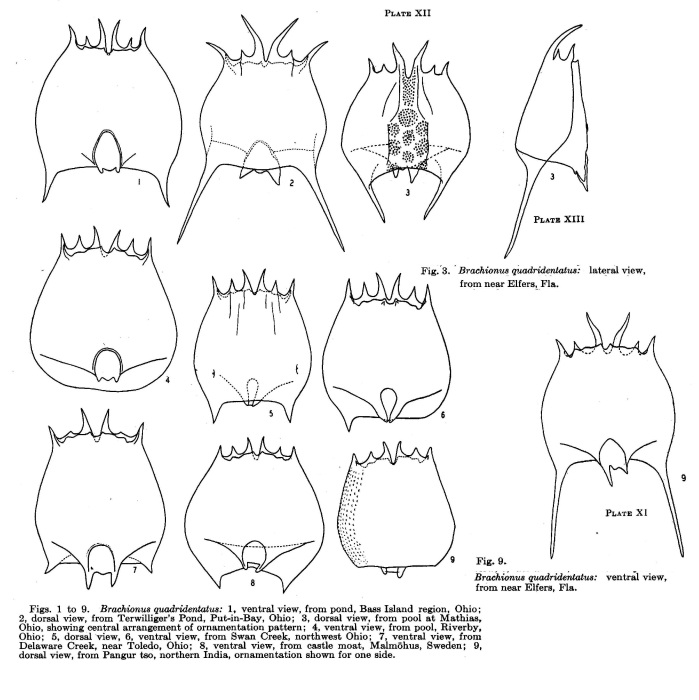 Brachionus quadridentatus