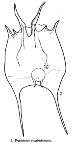 Brachionus quadridentatus