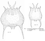 Brachionus quadridentatus