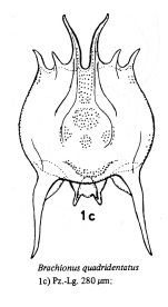 Brachionus quadridentatus