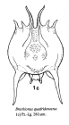 Brachionus quadridentatus