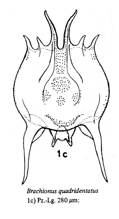 Brachionus quadridentatus