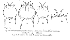 Brachionus quadridentatus