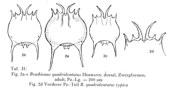 Brachionus quadridentatus