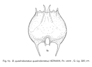 Brachionus quadridentatus