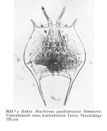 Brachionus quadridentatus