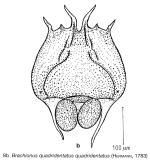 Brachionus quadridentatus