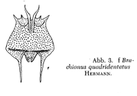 Brachionus quadridentatus