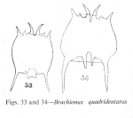 Brachionus quadridentatus