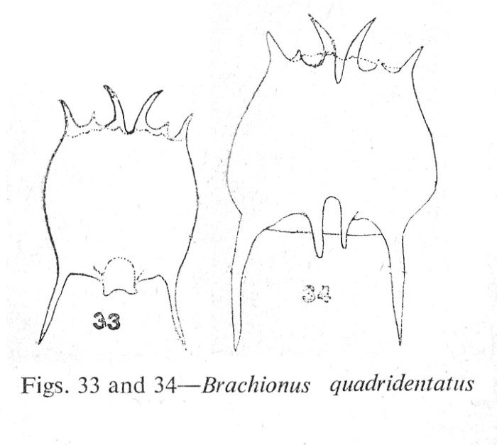 Brachionus quadridentatus