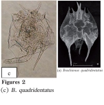 Brachionus quadridentatus