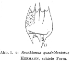 Brachionus quadridentatus
