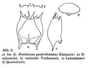 Brachionus quadridentatus