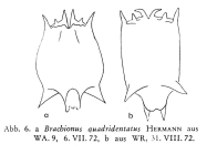 Brachionus quadridentatus