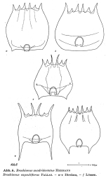 Brachionus quadridentatus