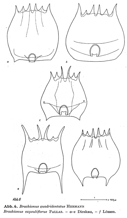 Brachionus quadridentatus