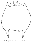 Brachionus quadridentatus