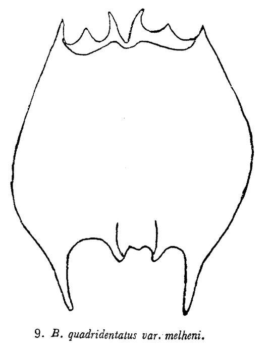 Brachionus quadridentatus